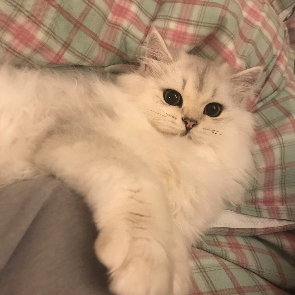 Meet your Posher, On